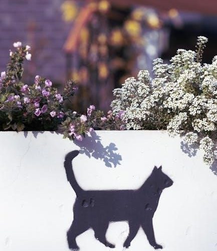 cat quest 2 trophy guide